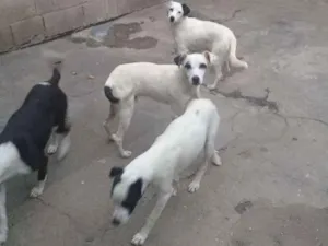 Cachorro raça Misturada idade 1 ano nome Pipoca