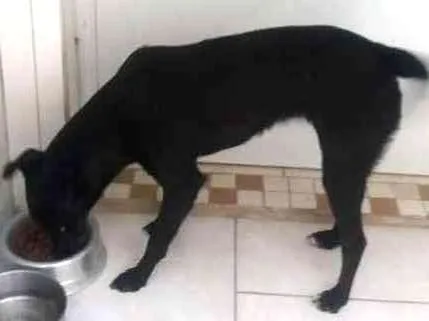 Cachorro ra a Srd idade 2 anos nome Mika