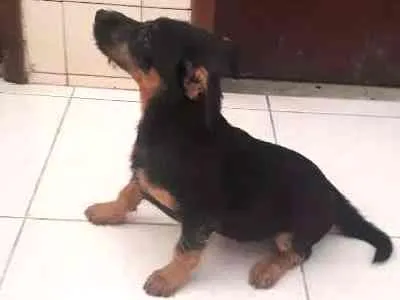 Cachorro ra a Mestiços idade 2 a 6 meses nome ainda sem nomes
