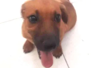 Cachorro raça Maltês idade 2 a 6 meses nome ainda sem nome