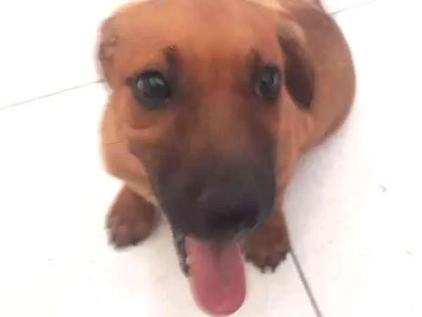 Cachorro ra a Maltês idade 2 a 6 meses nome ainda sem nome