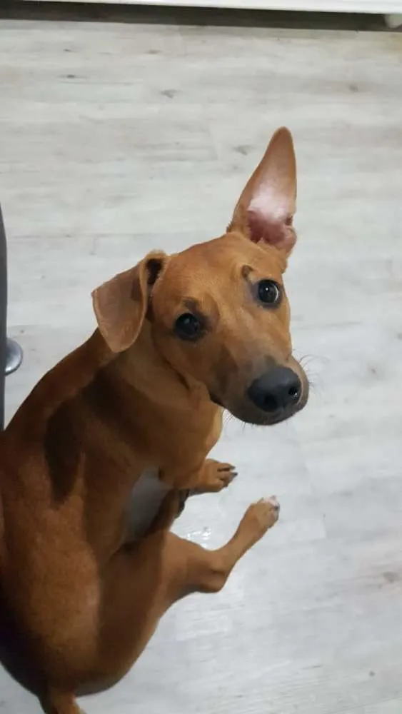 Cachorro raça vira-lata idade 7 a 11 meses nome zé