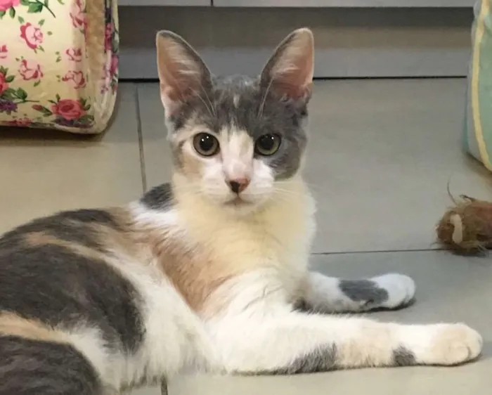 Gato ra a SRD idade 2 a 6 meses nome BISCUIT