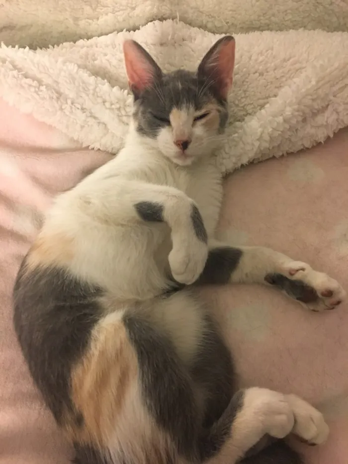 Gato ra a SRD idade 2 a 6 meses nome BISCUIT
