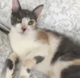 BISCUIT