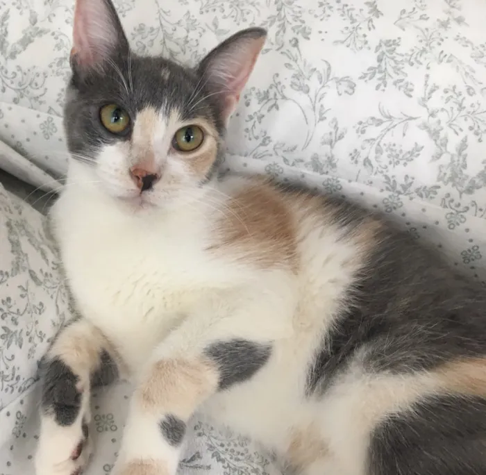 Gato ra a SRD idade 2 a 6 meses nome BISCUIT