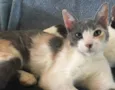 BISCUIT