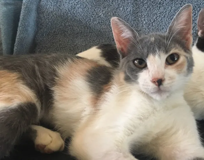 Gato ra a SRD idade 2 a 6 meses nome BISCUIT