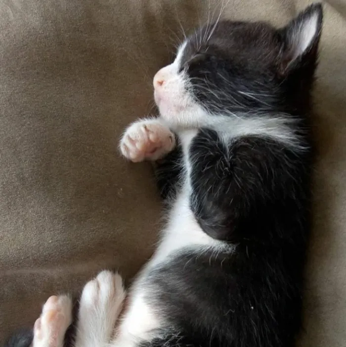 Gato ra a Vira-lata idade Abaixo de 2 meses nome Sem nome ainda