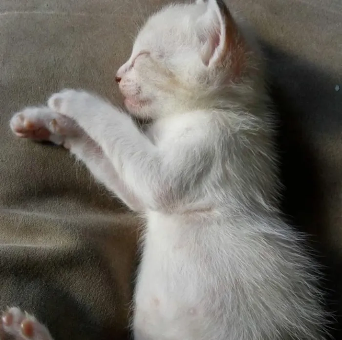 Gato ra a Vira-lata idade Abaixo de 2 meses nome Sem nome ainda