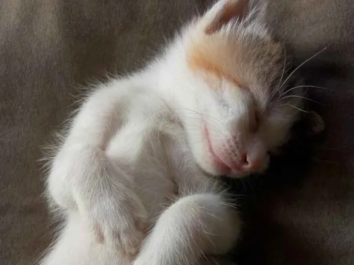 Gato ra a Vira-lata idade Abaixo de 2 meses nome Sem nome ainda
