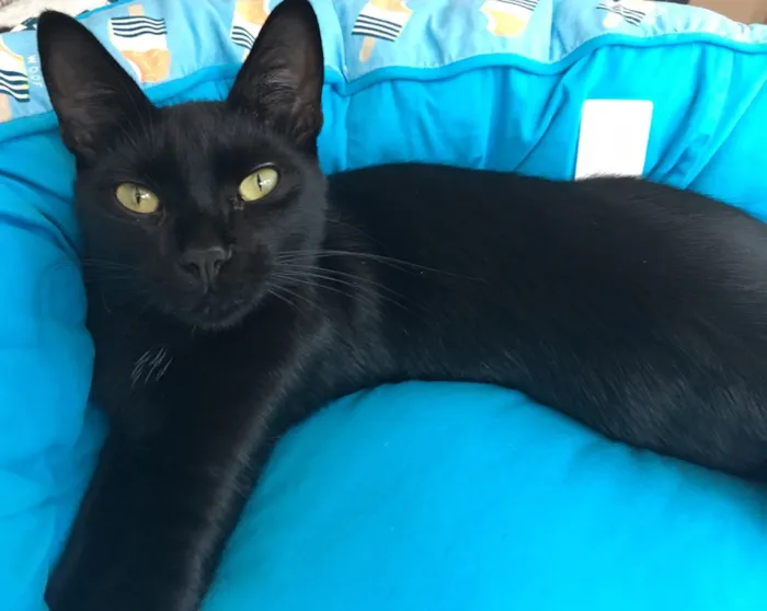 Gato ra a SRD idade 7 a 11 meses nome POMPOM