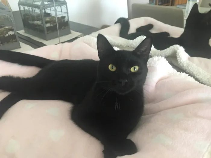 Gato ra a SRD idade 7 a 11 meses nome POMPOM