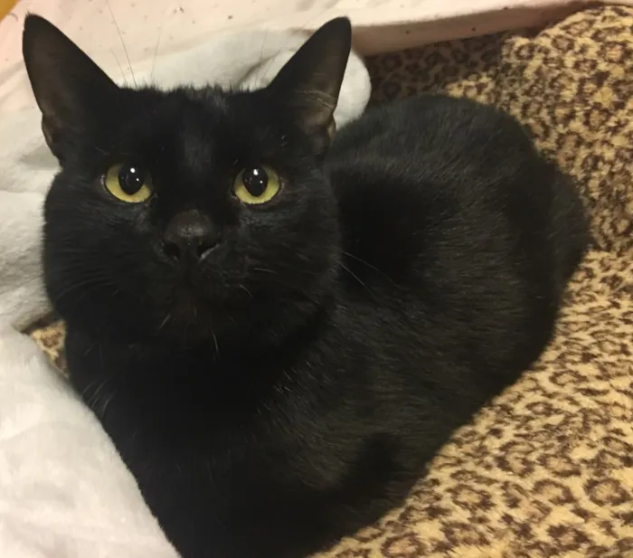 Gato ra a SRD idade 7 a 11 meses nome MIRÓ