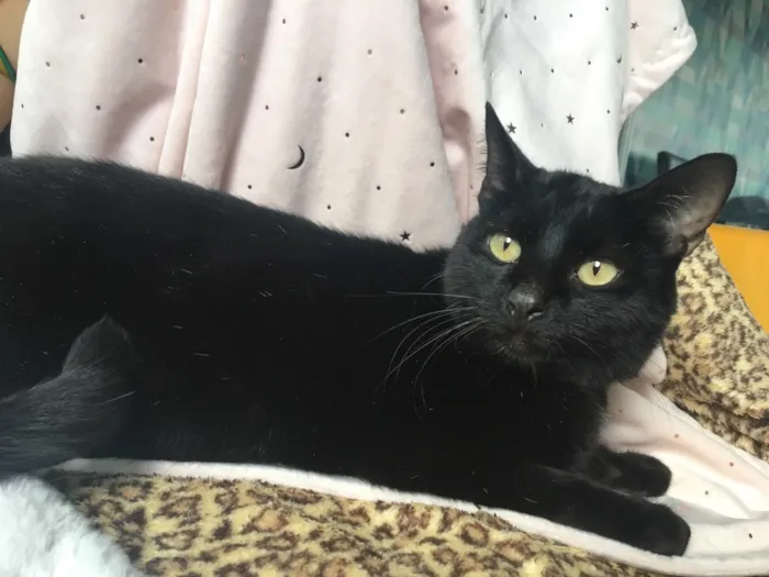 Gato ra a SRD idade 7 a 11 meses nome MIRÓ