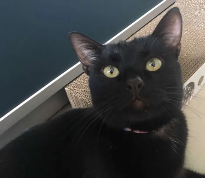 Gato ra a SRD idade 7 a 11 meses nome MIRÓ