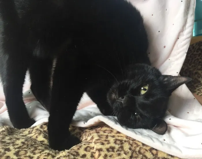 Gato ra a SRD idade 7 a 11 meses nome MIRÓ