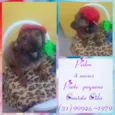 Pedro