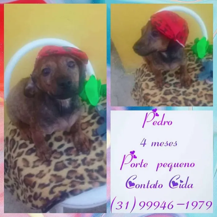 Cachorro raça SRD idade 2 a 6 meses nome Pedro