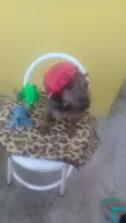 Pedro