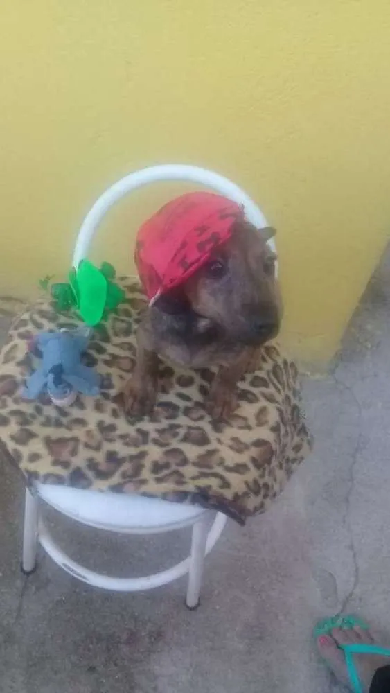 Cachorro raça SRD idade 2 a 6 meses nome Pedro