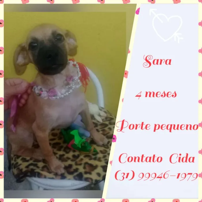 Cachorro raça SRD idade 2 a 6 meses nome Sara