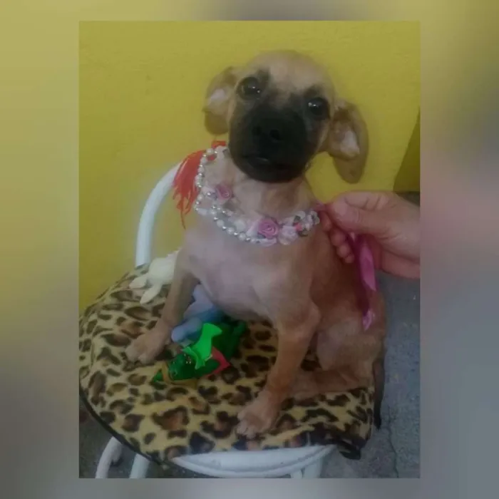 Cachorro raça SRD idade 2 a 6 meses nome Sara