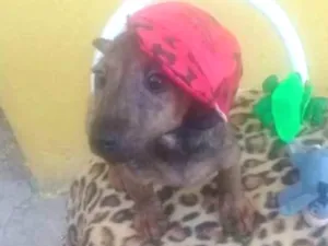 Cachorro raça SRD idade 2 a 6 meses nome Pedro