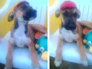 Cachorro raça SRD idade 2 a 6 meses nome Adão