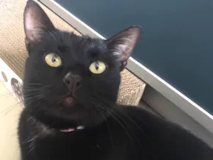 Gato raça SRD idade 7 a 11 meses nome MIRÓ