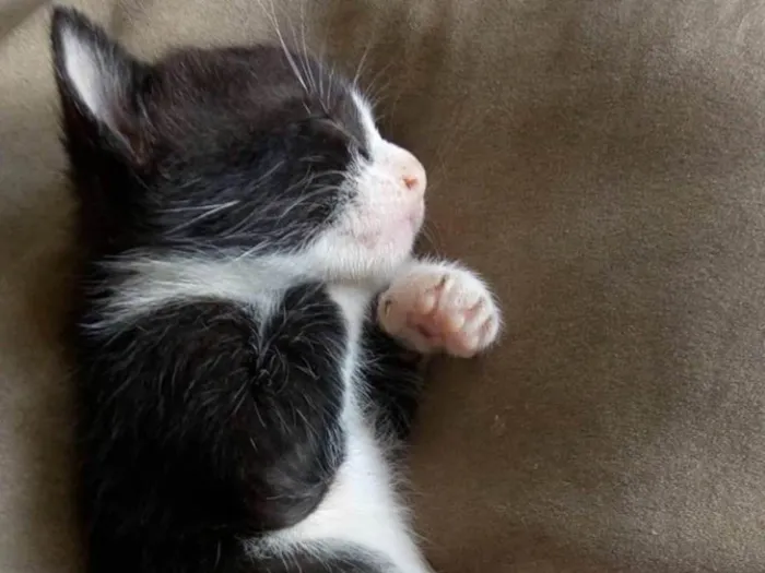 Gato ra a Vira-lata idade Abaixo de 2 meses nome Sem nome ainda