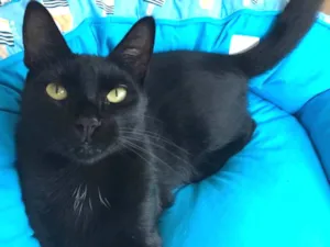 Gato raça SRD idade 7 a 11 meses nome POMPOM