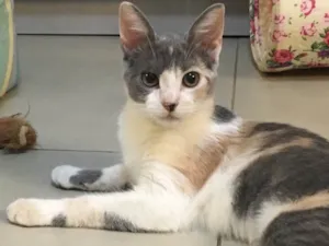 Gato raça SRD idade 2 a 6 meses nome BISCUIT