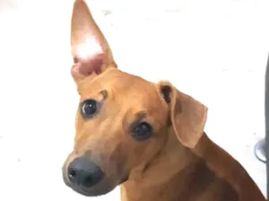 Cachorro raça vira-lata idade 7 a 11 meses nome zé
