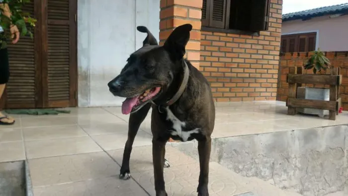 Cachorro ra a SRD idade 6 ou mais anos nome Brighite