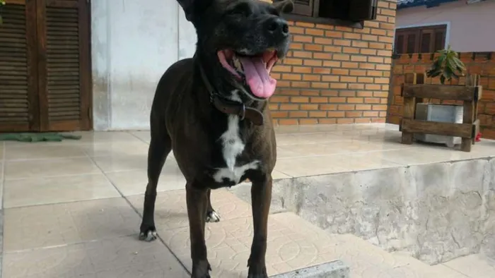 Cachorro ra a SRD idade 6 ou mais anos nome Brighite