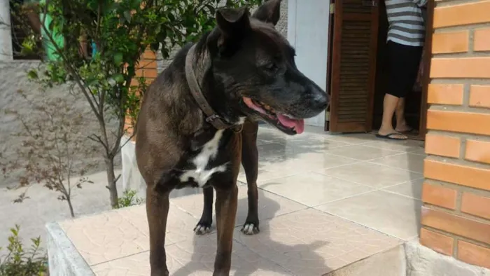 Cachorro ra a SRD idade 6 ou mais anos nome Brighite