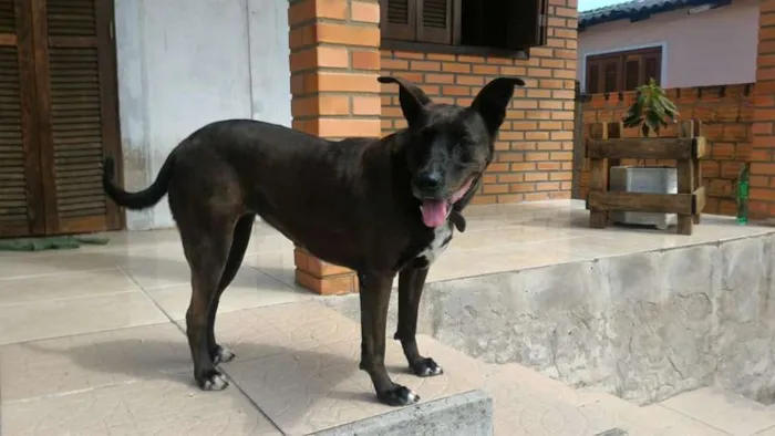 Cachorro ra a SRD idade 6 ou mais anos nome Brighite