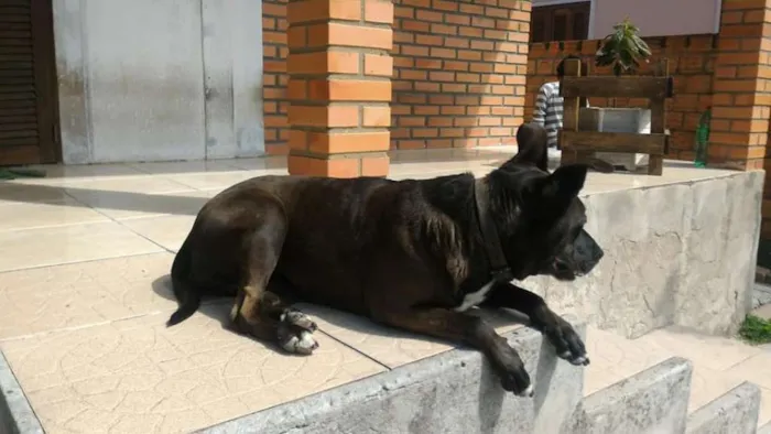 Cachorro ra a SRD idade 6 ou mais anos nome Brighite