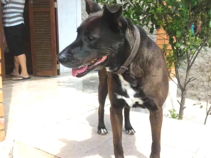 Cachorro ra a SRD idade 6 ou mais anos nome Brighite