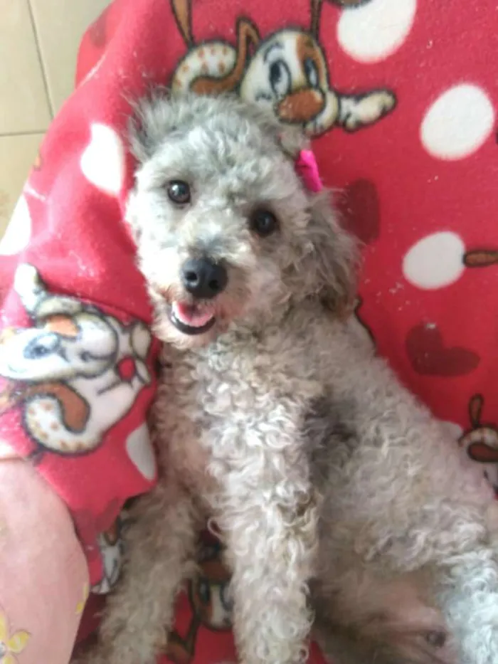 Cachorro ra a Poodle  idade 1 ano nome Pandora