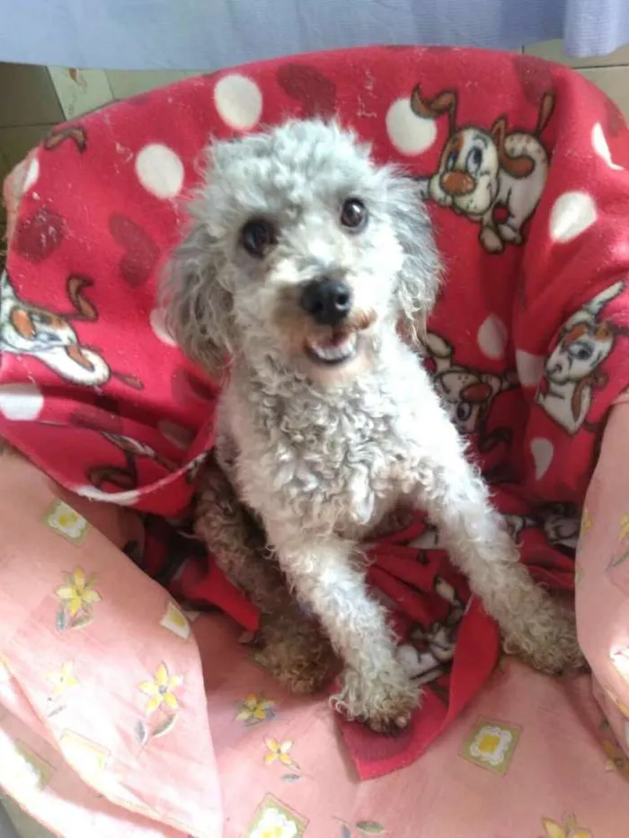 Cachorro ra a Poodle  idade 1 ano nome Pandora