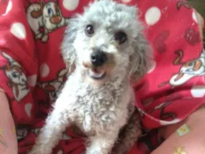 Cachorro raça Poodle  idade 1 ano nome Pandora