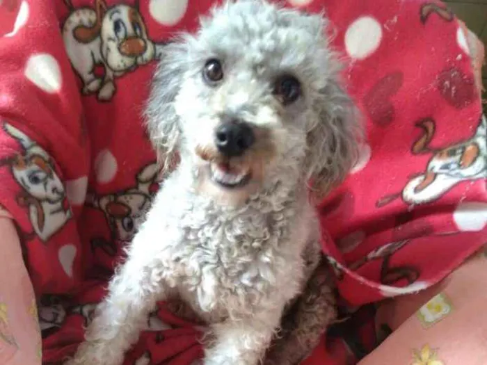 Cachorro ra a Poodle  idade 1 ano nome Pandora