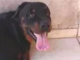 tayson