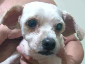 Cachorro raça Shiatsu idade 6 ou mais anos nome Totó