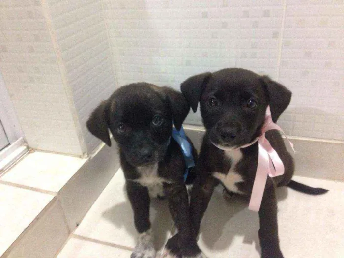 Cachorro ra a SRD idade 2 a 6 meses nome Ainda não tem nome.
