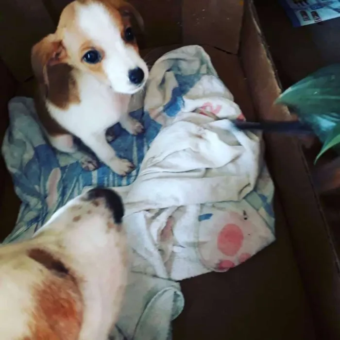 Cachorro ra a PINCHER idade 2 a 6 meses nome Bob