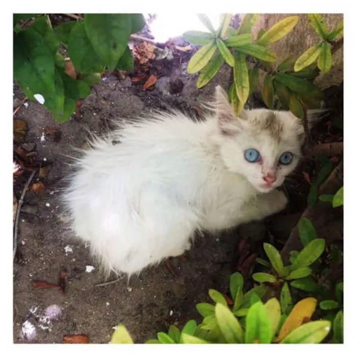 Gato ra a - idade Abaixo de 2 meses nome Sem nome