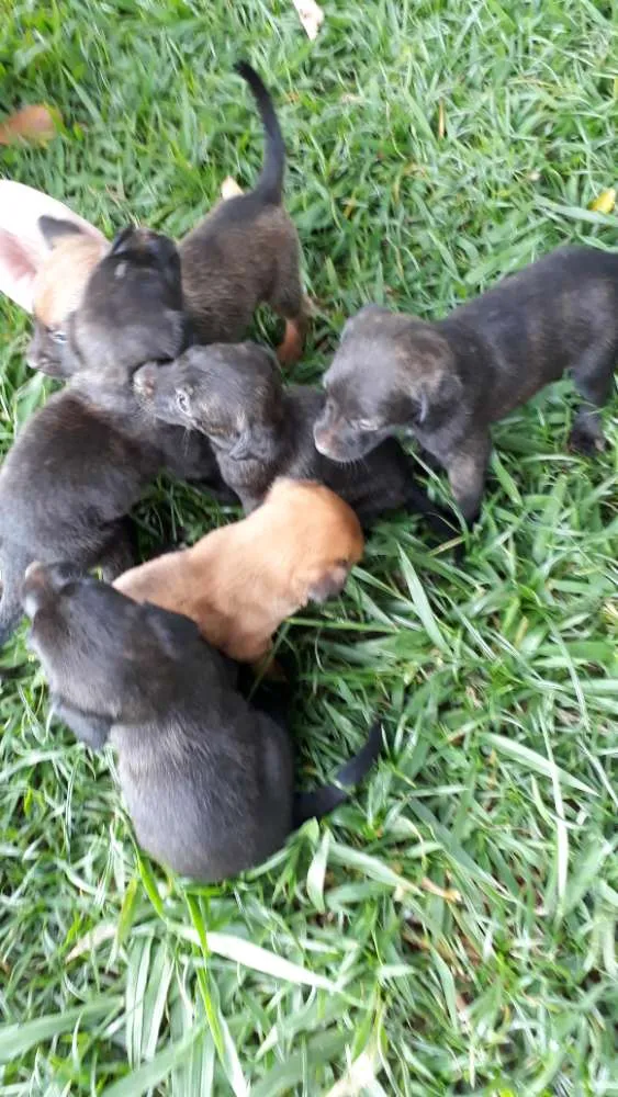 Cachorro raça  idade Abaixo de 2 meses nome Sem. Nome 